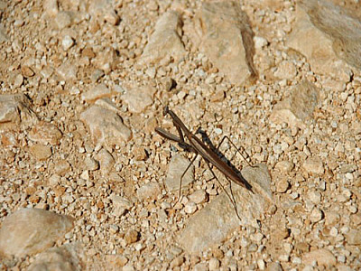 betet auch für Schatten