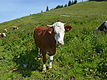 Unter neugieriger Beobachtung...