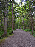 Wir tauchen in den schattigen Bergwald ein