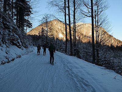 Auf der Forststraße steigen wir gemächlich auf 