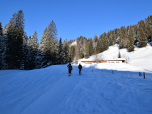Vor der Rottach Alm lichtet sich der Wald