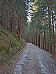 ...und wandern durch den Bergwald...