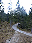 ...leitet uns hinunter zum Forstweg, der von der Esterbergalm herunter kommt