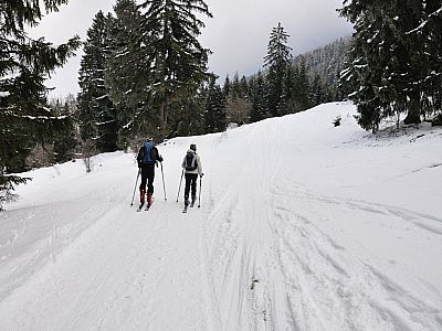 Auf dem Forstweg, ...