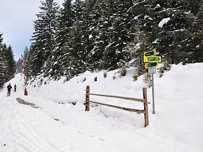 Weiter dem Forstweg...