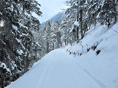 durch den Wald folgen.