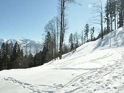 Im Bogen durch den lichten Wald