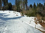 durch den lichten Wald.