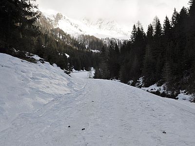 Der Forstweg führt flach...