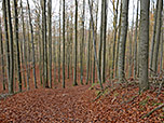 ...wandern wir durch den Wald...