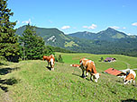 Kühe oberhalb der Daffnerwaldalmen