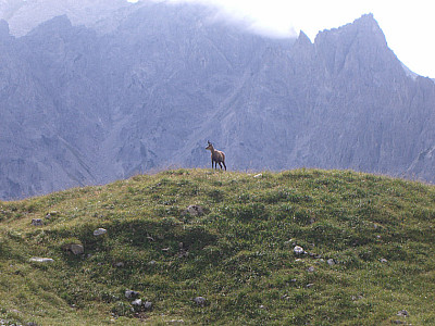 Gemse mit Überblick