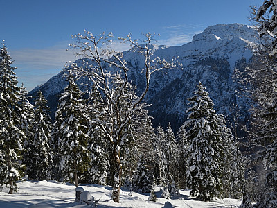 Die Kreuzspitze hinter dem prächtigen Bergwald