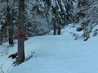 Nach einer Serpentine geht es rechts in den Wald