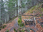 Wir durchwandern das Waldstück...