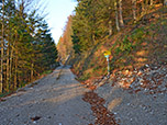 Der Jägersteig mündet später in einen breiten Forstweg