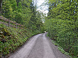 Durch lichten Wald...
