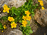 Sumpfdotterblumen