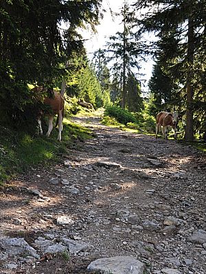 Gegenverkehr auf der Forststraße