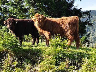 Hochlandrind Kinder...