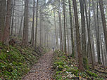 Ein Waldpfad...