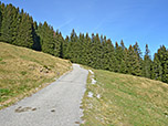 Von der Buchelalpe folgen wir einem breiten Forstweg...