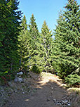 ...in ein Waldstück hinein