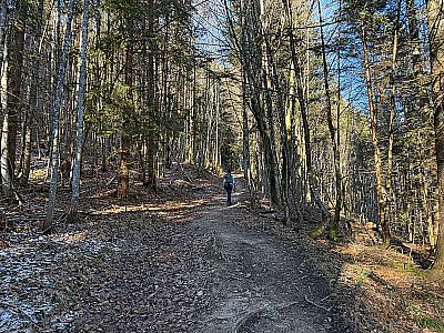 ...und folgen einem Waldweg aufwärts