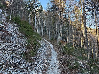 Der Karrenweg geht wenig später in einen schmäleren Waldweg über