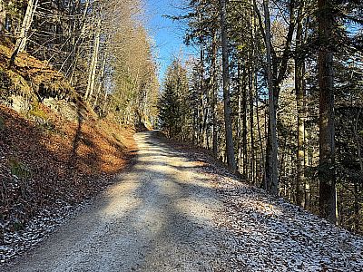 ...leitet uns der breite Forstweg...
