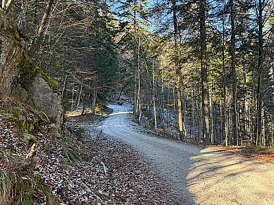 ...durch den Bergwald aufwärts