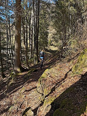 Nach zwei Bachgräben lichtet sich der Wald...