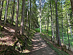...führt uns der Waldweg hinauf...