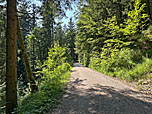 ...und folgen dem Forstweg...