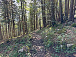 ...bringt uns der Waldpfad empor...