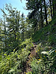 ...und auf dem Waldpfad leicht bergauf