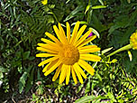 Farbtupfer am Wegesrand