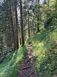Der Wald lichtet sich...