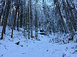 ...in den Bergwald hinein