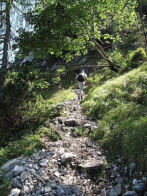 Durch lichten Wald...
