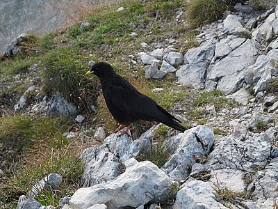 Gefiederter und gefräßiger Geselle