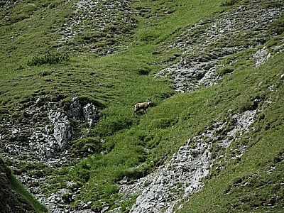 Gams auf dem Weg zur Kirche