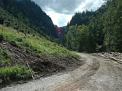 Zurück auf der Forststraße