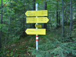 Wieder an der Forststraße halten wir uns links