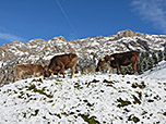 Die Kühe suchen im Schnee nach ihrem Frühstück