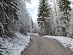 ...und folgen dem Forstweg...