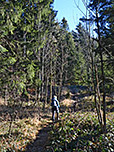 Über den Waldpfad...