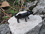 Alpensalamander