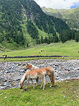 Haflinger am Wegesrand