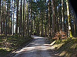 Abwechselnd durch Waldstücke...